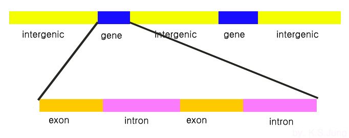 Intergenic.jpg