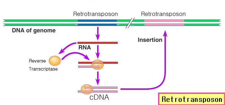 Retrotransposon.jpg