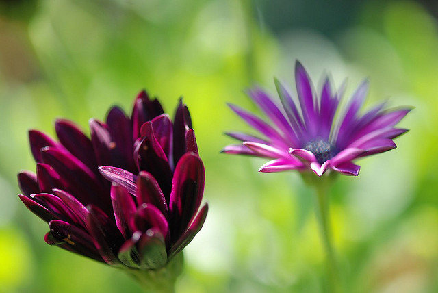Flower_795.jpg