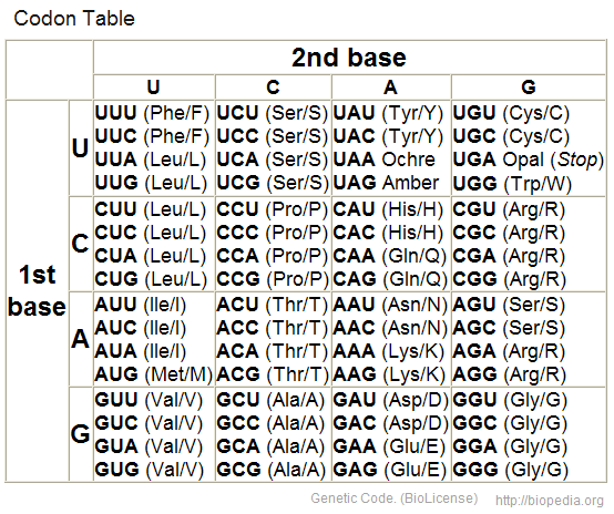 Codon_table_jong.png