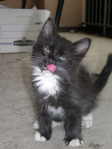 How_To_Get_Rid_Of_Fleas_3285.jpg