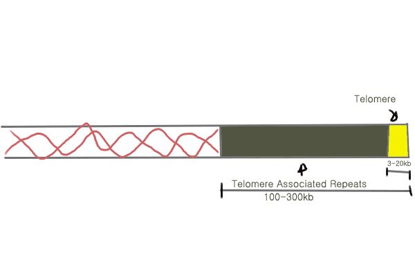 Telomere.JPG