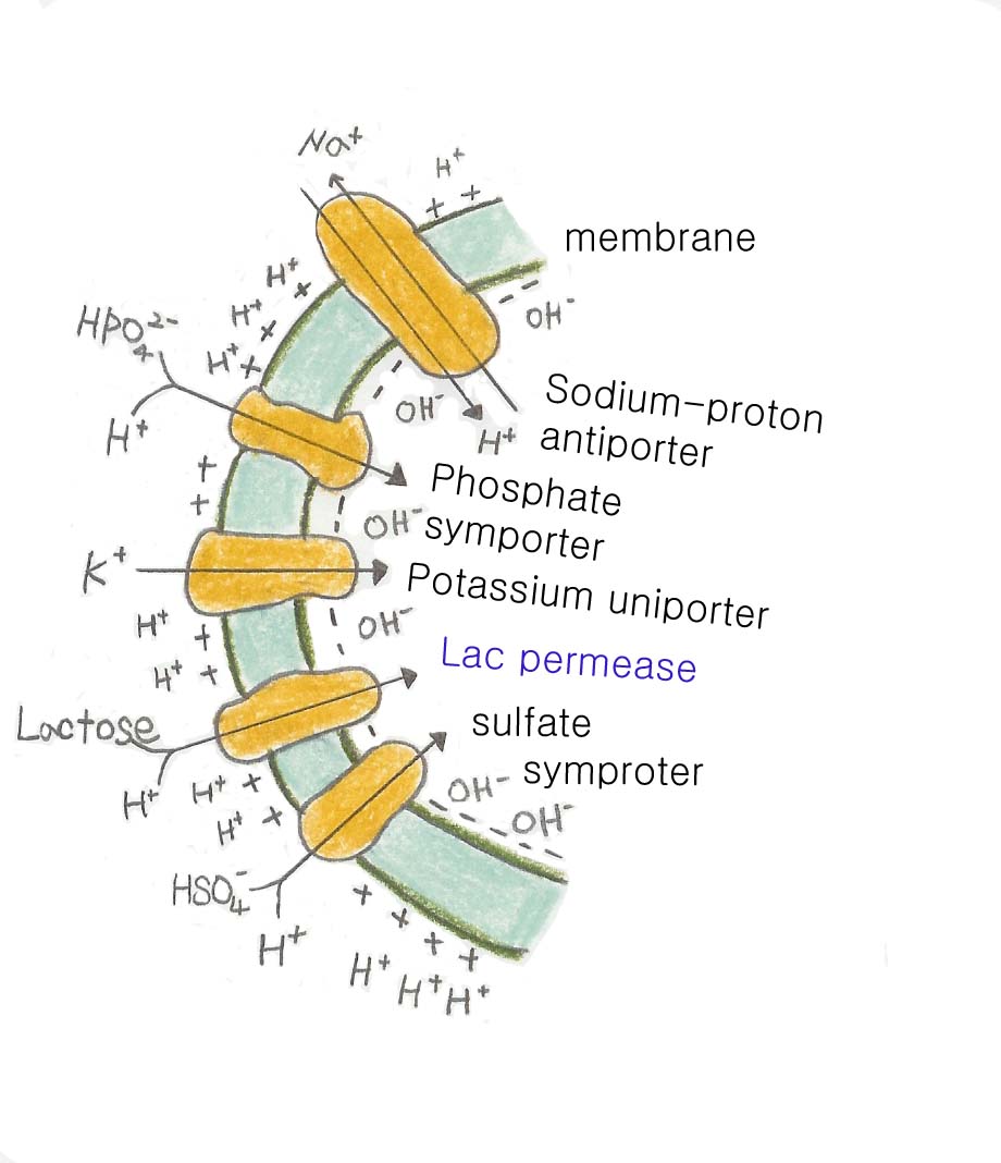 Lac_permease_복사.jpg