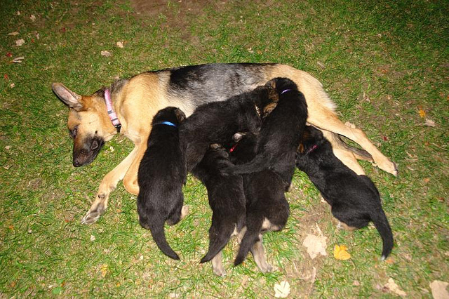 Puppies_For_Sale_4632.jpg