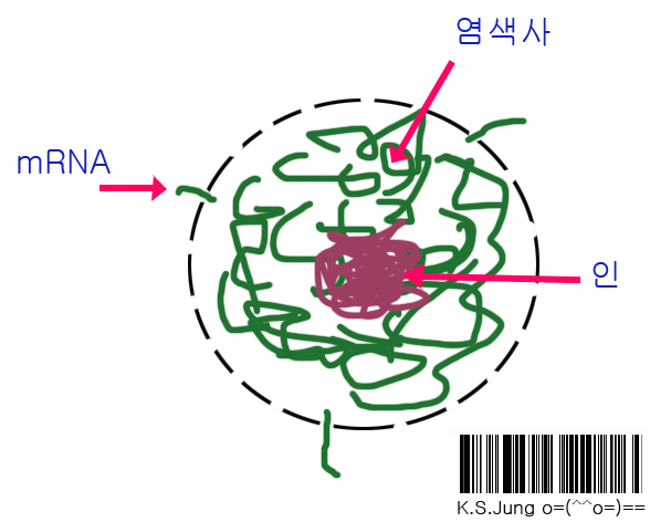 핵.jpg