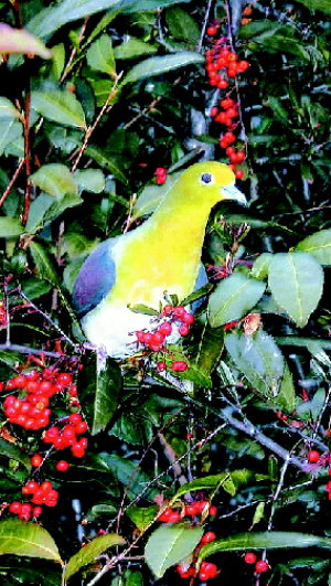 Green_dove_20041231.png