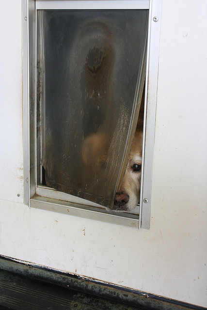 Dog_doors,_doggy_doors_3246.jpg
