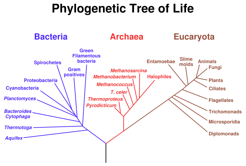 800px-Phylogenetic_tree.svg.png