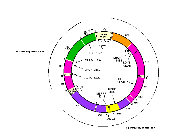 Mitochondrial_genome_map.gif