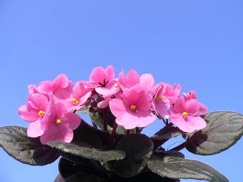 Send_Blomster_4238.jpg