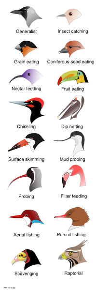 Bird_Beaks_classified_birdpedia.png