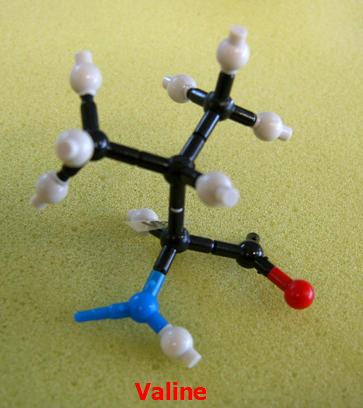 Valine_jong_small.png