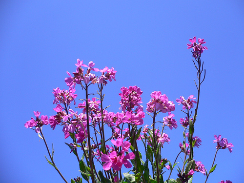Send_Blomster_1958.jpg