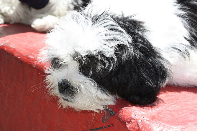 Puppies_For_sale_4593.jpg