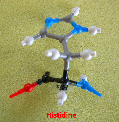 Histidine_jong_small.png