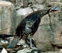 Wild_turkey.jpg