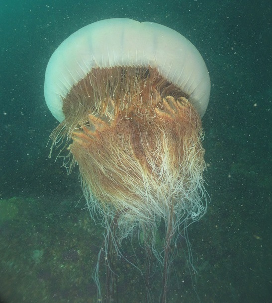link=http://www.jellyfishgenome.com/images/6/6a/Nemopilema.jpg