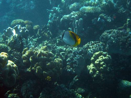 Cairns_Diving_3363.jpg