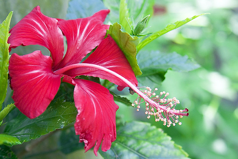 Red_Hibiscus.jpg