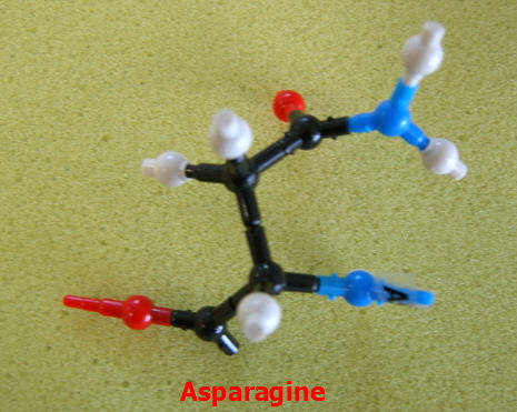 Asparagine_jong_small.png