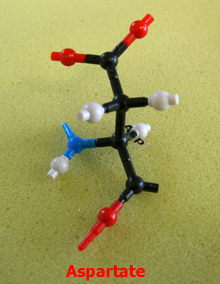 Aspartate_jong_small.png