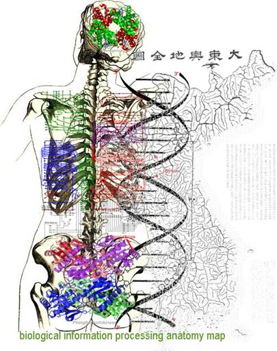 Biological_information_processing_map_symbolized_by_JongBhak.jpg
