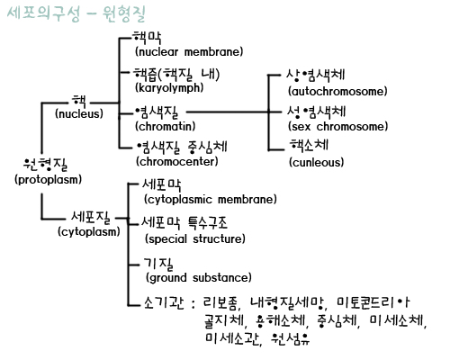 세포구성_원형질.jpg