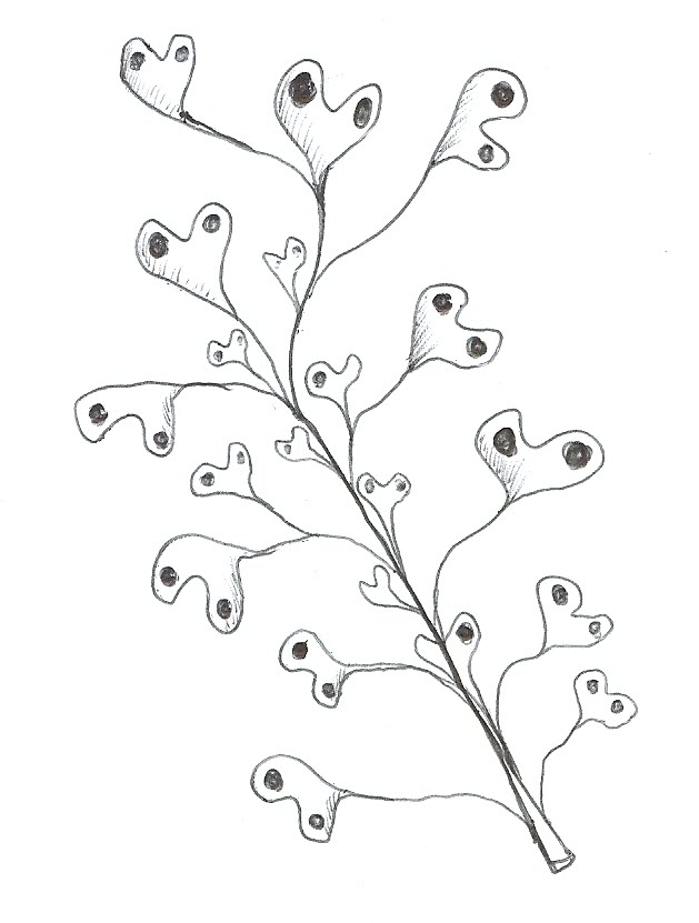 Cosmic_fern_mentality_Jong_Bhak_20090402.jpg