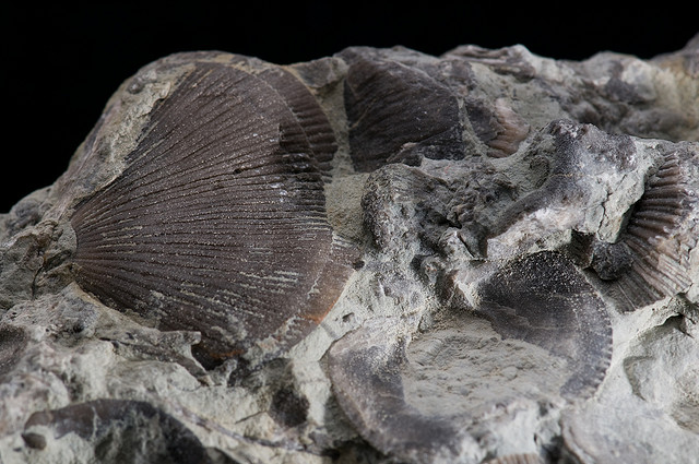 Fossil_Promo_Code_3421.jpg
