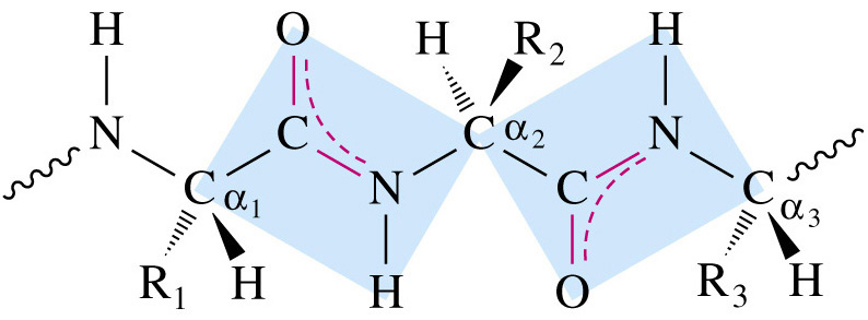 RotationAroundPeptideBond.jpg