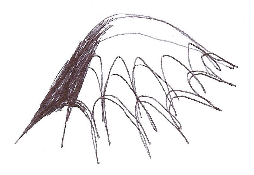 Jelly_fish_hat_jongbhak_20060928.jpg