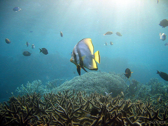 Cairns_Diving_2327.jpg
