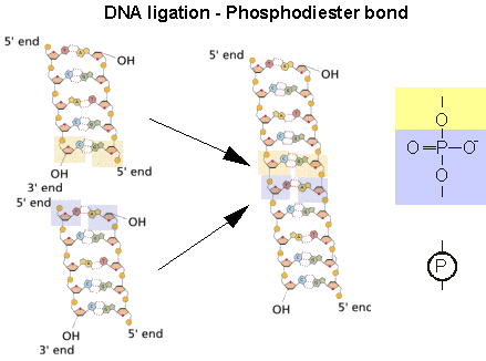 Ligation.gif
