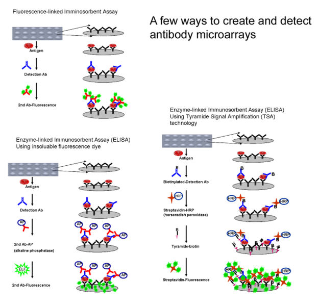 625px-Antibody_microarray.jpg
