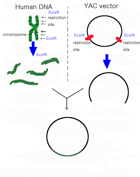 Yeast_cloning.jpg