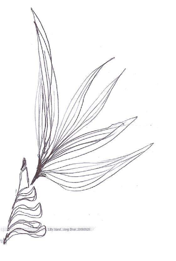 Lilly_hand_jongbhak_20060928.gif