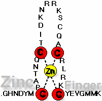 Zincfinger_jong.gif