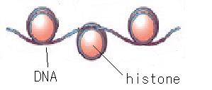 Chromatin_new.jpg