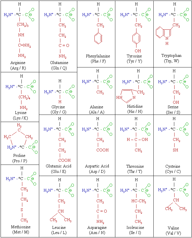 Amino_acids_chemical_rep.png