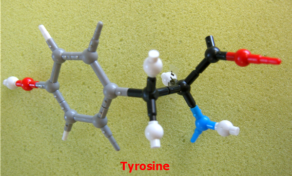 Tyrosine_jong_small.png