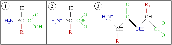 Amino_acids_1.png
