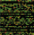 Microarray_chip_2.gif
