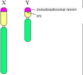 Y_chromosome.jpg
