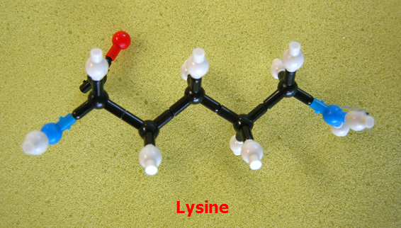 Lysine_jong_small.png
