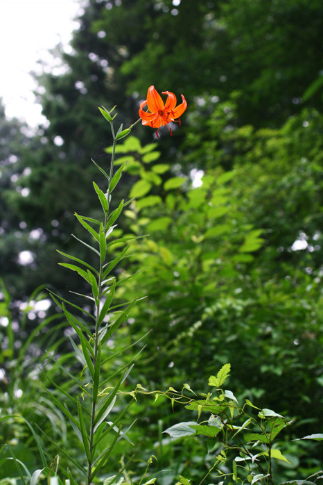 Tiger_lily_1.png