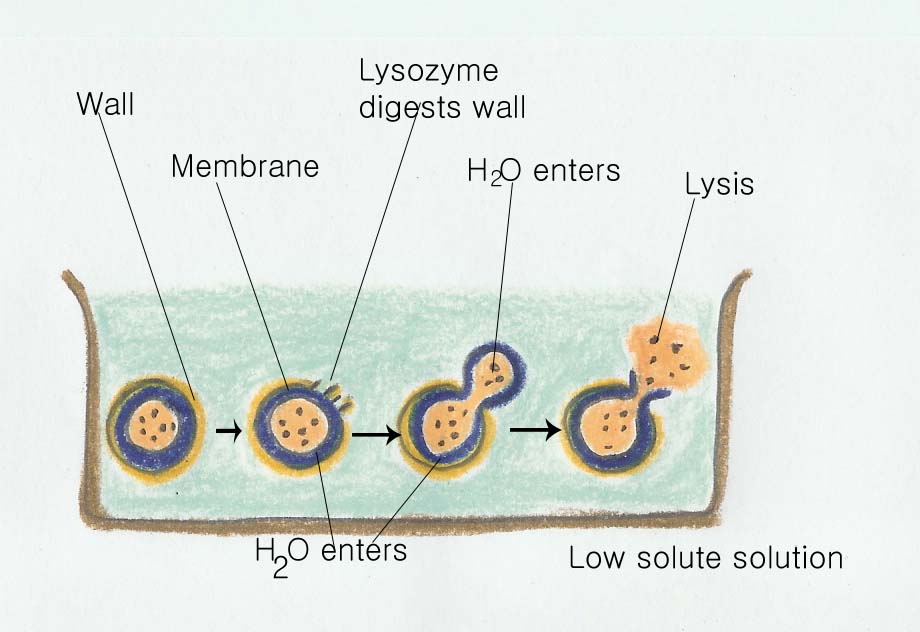 Lysis_1_복사.jpg