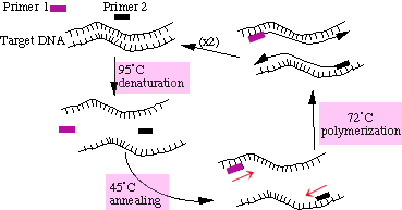Primer-1.jpg