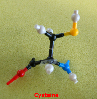 Cysteine_jong_small.png