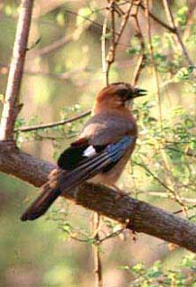 Eurasian_jay.jpg