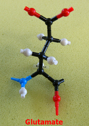 Glutamate_jong_small.png
